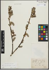 Foto von Salix appendiculata Vill. x Salix caprea L.